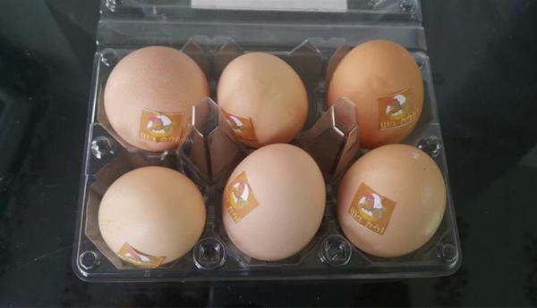 ظروف بسته بندی تخم مرغ چه ابعادی دارند؟